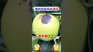 1分鐘教你如何修剪果樹，詳細的教程，一看就會Teach you how to prune fruit trees in 1 minute detailed tutorial [upl. by Range]