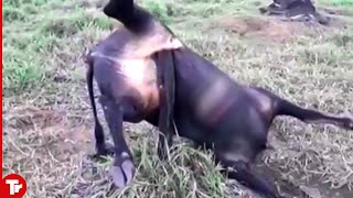 This Bull Never Expected to Die in This Horrible Way [upl. by Mensch]