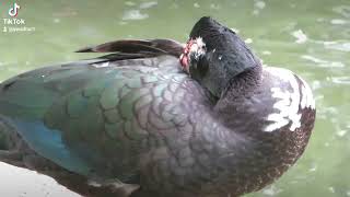 a tufted duck rests next to the lake [upl. by Ihtak]