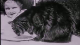 Cats in silent films  funny video [upl. by Aleibarg]