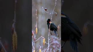 Hear the RedWinged Blackbird Calling Sounds [upl. by Lanam]