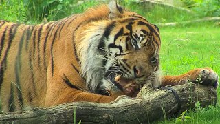 Het voeren van de tijgers  Burgers Zoo Natuurlijk  Arnhem [upl. by Laden472]