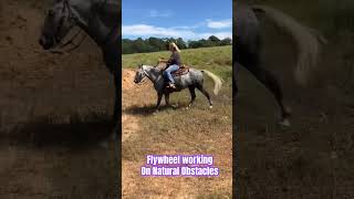 Flywheel working on Natural Obstacles mustanghorse foreverbranded horsesaremylife [upl. by Cutlerr435]