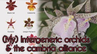 MY INTERGENERIC amp CAMBRIA ORCHIDS vIEWER REQUEST [upl. by Ynogoham288]