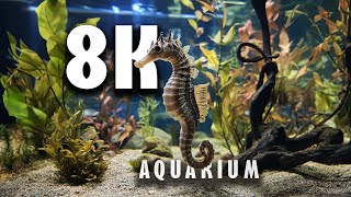 Seahorse Aquarium in Spectacular 8K  Underwater Serenity [upl. by Laughry]