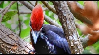 Pileated Woodpeckers Amazing Calls [upl. by Ecnedurp424]