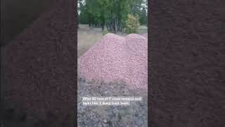 Land 30 tons clean 1 inch rock pile [upl. by Artinek]