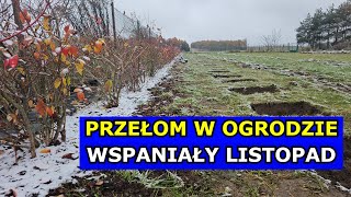 Przełom w Ogrodzie Połowa Listopada Dołki pod Uprawę Borówki Maliny Winogrona Dom z Wielkim Polem [upl. by Htyderem]