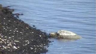 Hawaiian Green Sea Turtles Honu of the Big Island [upl. by Wenoa]