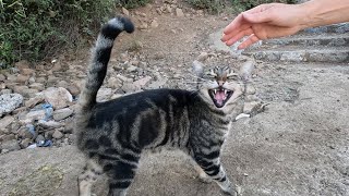 Tabby cat with striped fur is very eager to be petted [upl. by Ahsineg223]