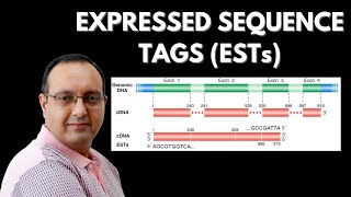 What are Expressed Sequence Tags EST  Genomics [upl. by Idnar207]