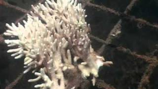 documentary The Future of the Great Barrier Reef Bleached or Bright [upl. by Nirrad190]