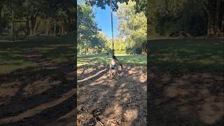 Dog park fun ❤️ dogshorts rock 80smusic bullybillows [upl. by Bonner]