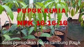 Tahap pemupukan serta dosis pupuk kimia NPK untuk pohon mangga [upl. by Aeduj]