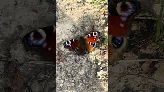 Schmetterling Бабочкаshots shortvideo short schmetterling бабочка [upl. by Edward]