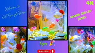 Sea creatures 4K 60 Frame  Oranda Red Cap Oranda Fishes  Most Amazing fishes 2024 animals animal [upl. by Noach]