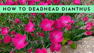 How to Deadhead Dianthus [upl. by Uwkuhceki]