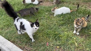 Feline Wanderers The Untold Stories of City Cats in Urban Streets [upl. by Anialam]