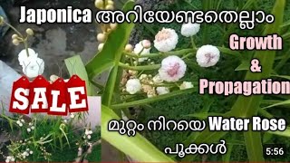 JaponicaJaponica plant careWater RoseJaponica propagationWaterplants malayalamJaponica planting [upl. by Ynnohj]