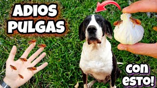 Esto es 1000 VECES  POTENTE que otros Remedios caseros para MATAR PULGAS de Perros y GATOS [upl. by Hepsibah638]