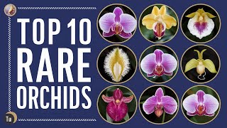 Top 10 Most Beautiful Yet Rare Orchids [upl. by Airdnola]