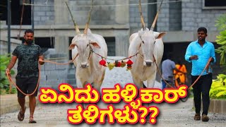 Hallikar cow  Hallikar Vartur Shantosh  Bigg Boss Vartur Shantosh Hallikar Cows [upl. by Ramsa]