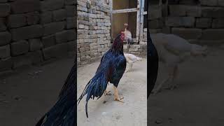 Aseel rooster [upl. by Valma]