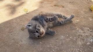 The dying kitten lay stiff on the ground until a passerby performed CPR and miraculously revived him [upl. by Zaneski]