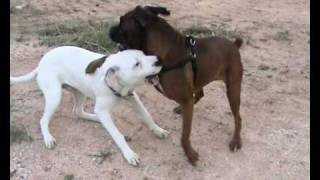 dogo argentino versus boxer [upl. by Pisano410]