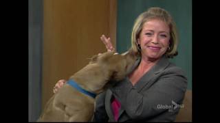 BCTV noon news dog licking the news host [upl. by Eiclud851]