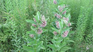 LIFE AROUND A COMMON MILKWEED PLANT [upl. by Airdnna]