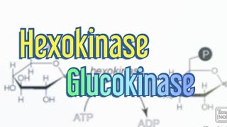 Hexokinase Glucokinase Biochemistry [upl. by Kcirdnekel668]