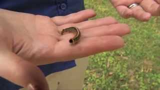 Eastern Tent Caterpillar [upl. by Ennayllek]