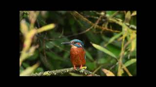 Male Kingfisher at Park Hall Lake 22nd Oct 2024 [upl. by Nelyag]