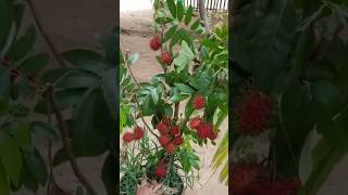 New technique for growing Rambutan plant rambutan rambutangrafting farming viral shorts [upl. by Hinman470]