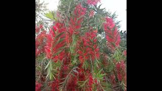 A beautiful bottle brush plant 🪴 😍 [upl. by Nnanaej]