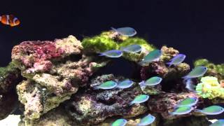 Chromis Viridis [upl. by Ahsikal577]