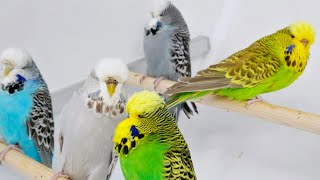 80 Minutes of Budgies Entertainment for your Pet Bird [upl. by Tremayne689]