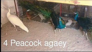 Peacock mangwa liey peacock 🦚 hashirvlogs peacock [upl. by Palladin354]