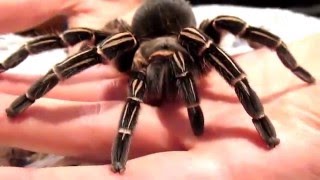 Aphonoplma seemanni tarantula handling [upl. by Ewald]