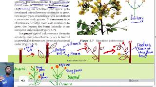 Morphology of flowering plants class 11  Inflorescence  Ncert line by line Part 3 [upl. by Virginia]