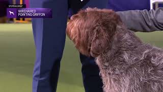 Wirehaired Pointing Griffons  Breed Judging 2024 [upl. by Clementi390]