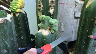 Cómo hacer un INJERTO de CACTUS 🔪🌵 Paso a paso tutorial [upl. by Durtschi]