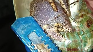 UNBOXING KELOMANG JUMBO  CANGKANG MARMORATUS 65 CM [upl. by Iral]