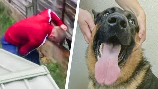 Dog Rescued From Abusive Owner By The RSPCA [upl. by Reynolds881]