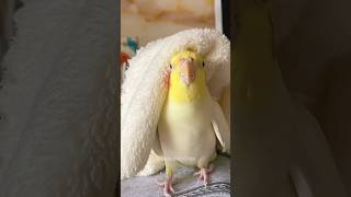 Cute Singing Moments 😍 cockatielscraze [upl. by Atsyrc]