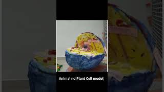 Plant Cell and Animal Cell model  3D model  Easy DIY model [upl. by Arhoz]