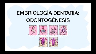 ODONTOGÉNESIS  Desarrollo dental 🦷✅ [upl. by Fin]