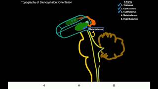 diencephalon Oraliq miya [upl. by Dyun]