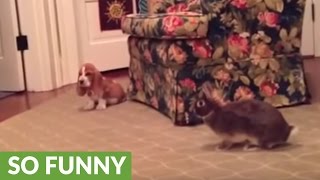 Basset Hound puppy plays with bunny rabbit [upl. by Lauren713]